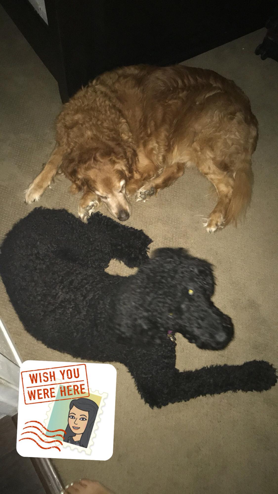 Our pups Emmitt & Cora