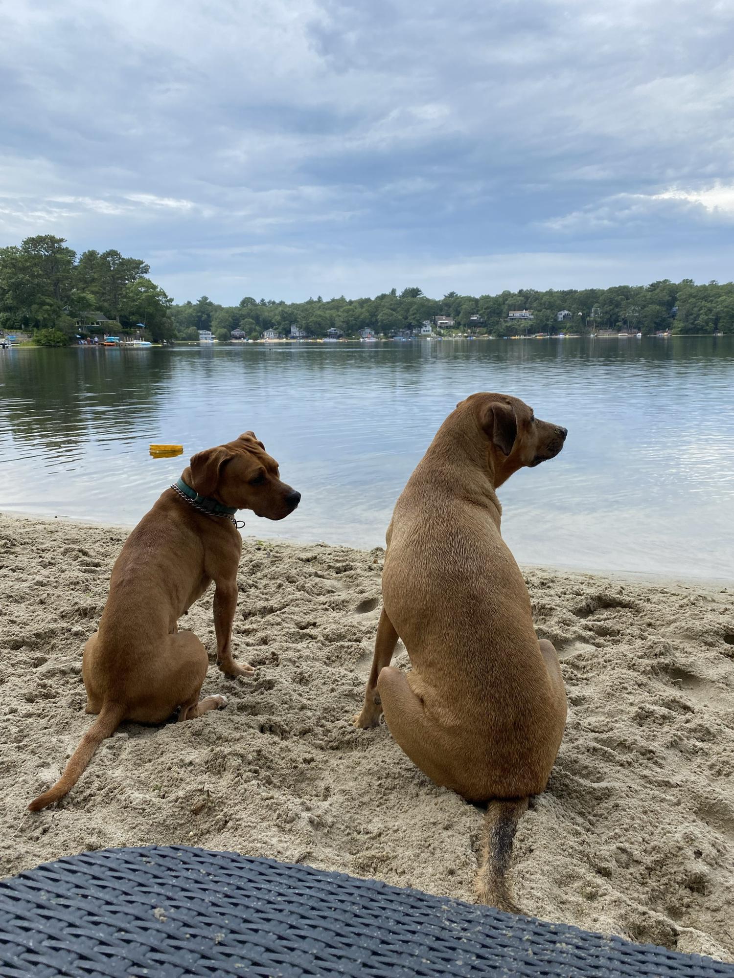 Maxwell and Leila Relaxing at the Pond