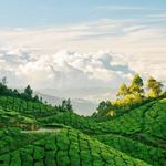 Munnar Tea Plantations