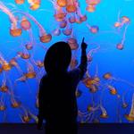 Monterey Bay Aquarium