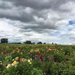 Sauvie Island