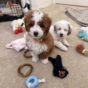 Pet Hotel For Our Honeymoon