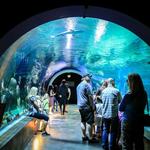 Loveland Living Planet Aquarium
