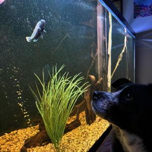 Fishy Fund