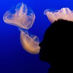 Monterey Bay Aquarium