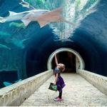 The Dallas World Aquarium