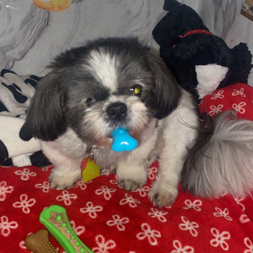 We lost our girl, Mrs. Cow, August 2024.