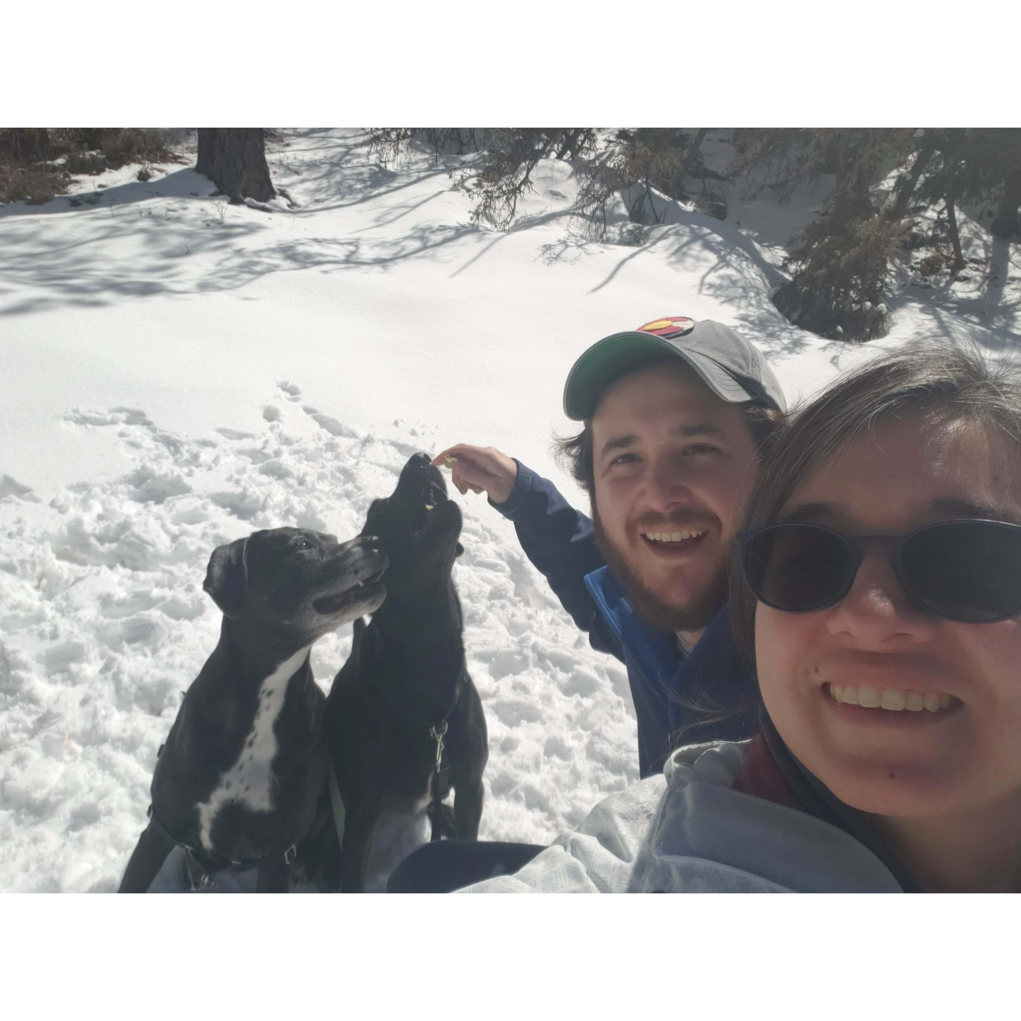 Snow dogs