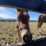 Saratoga Lake and Fitch Road Horse Farms