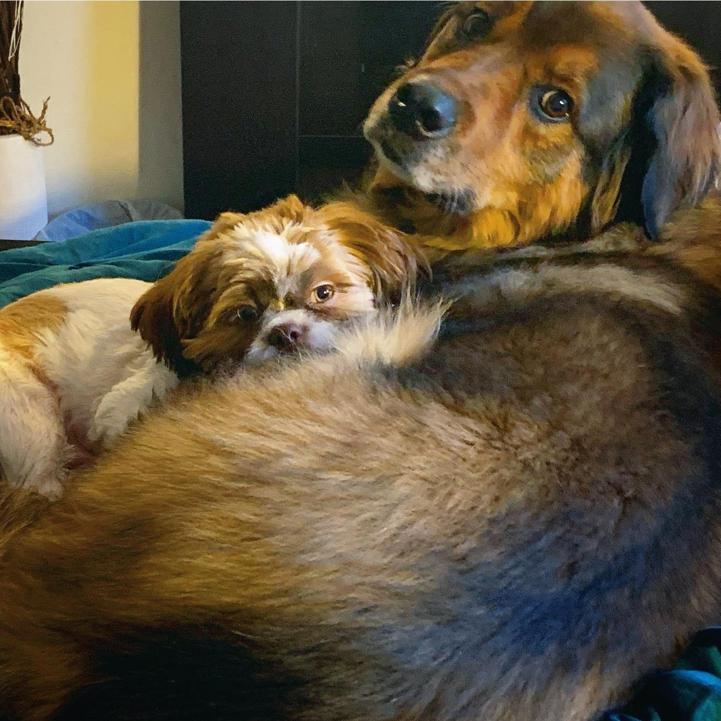 Our children Reese and Nibbs!