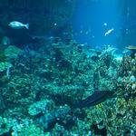National Aquarium