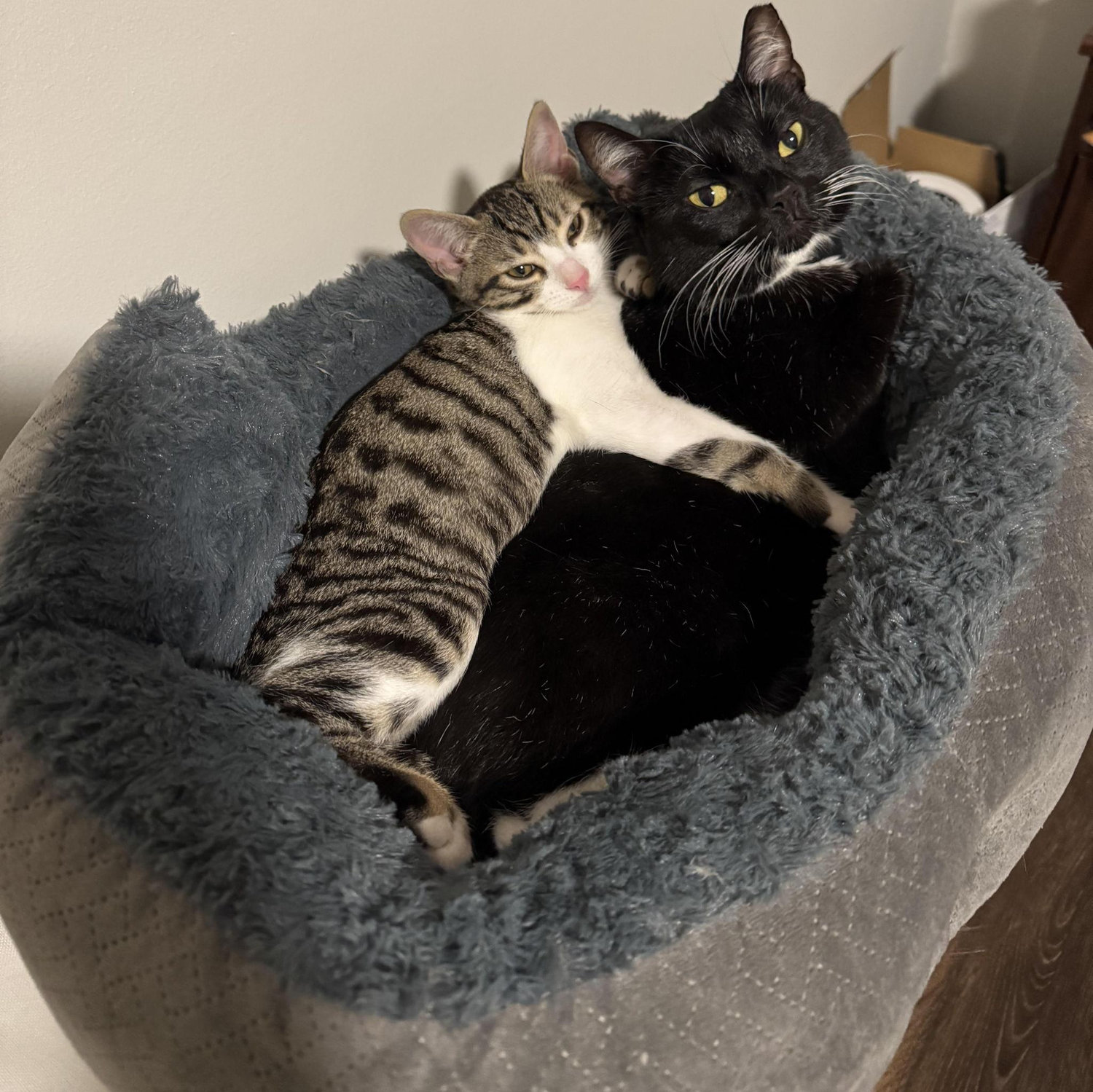 mochi and abby :)