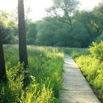 Rasmussen Woods