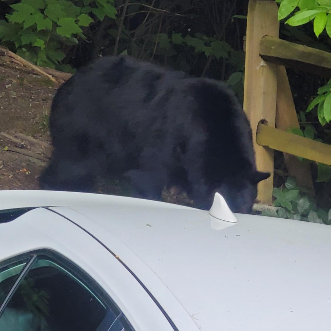 And here mama comes. Opens the car door. About to destroy my car. My cowboy hero takes out his pistol and, without hurting mama or babies, scares them away and saves the day!
