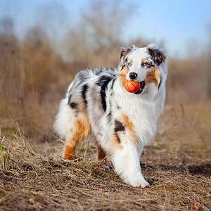 Future Puppy Fund - Venmo