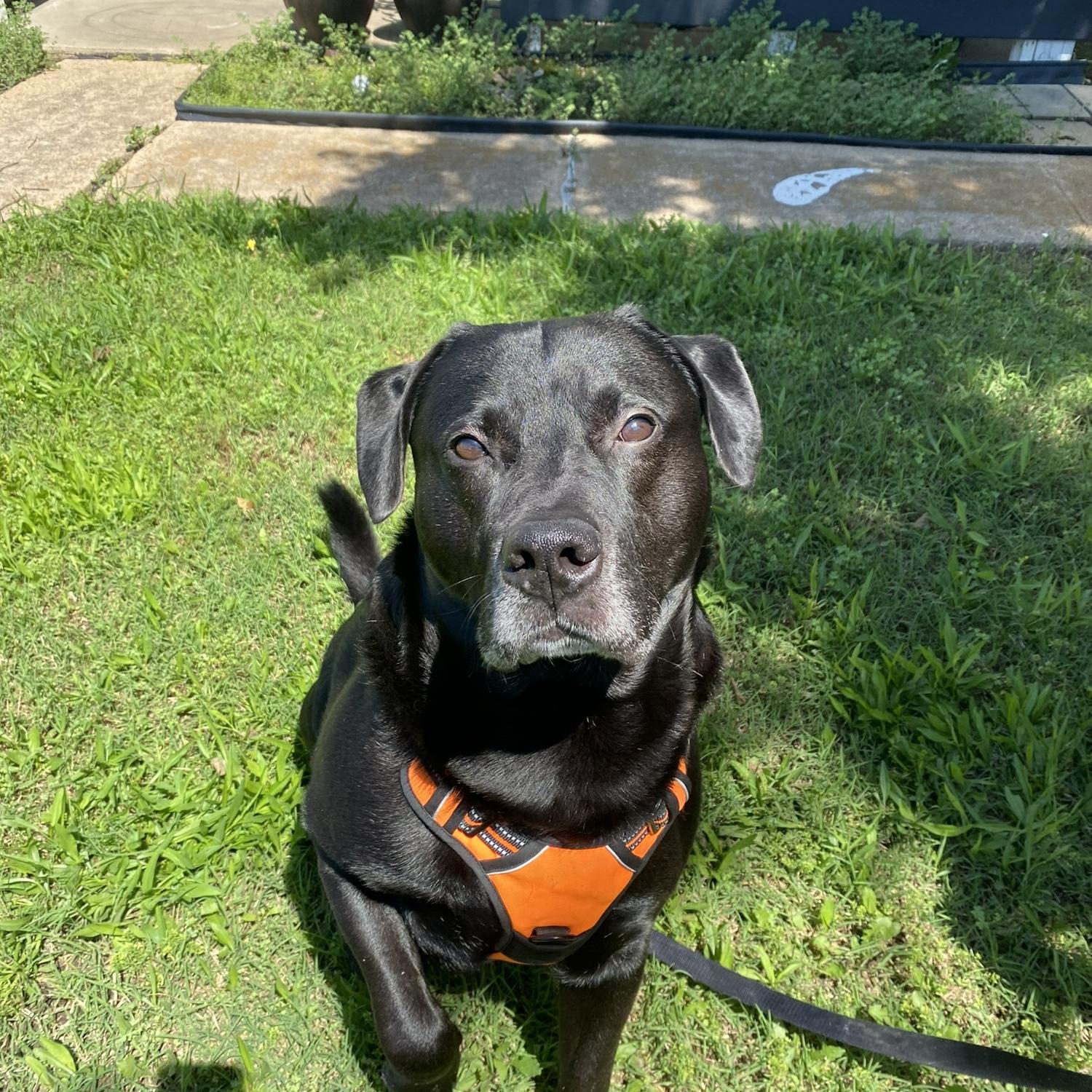 Our baby boy, Rocky!
