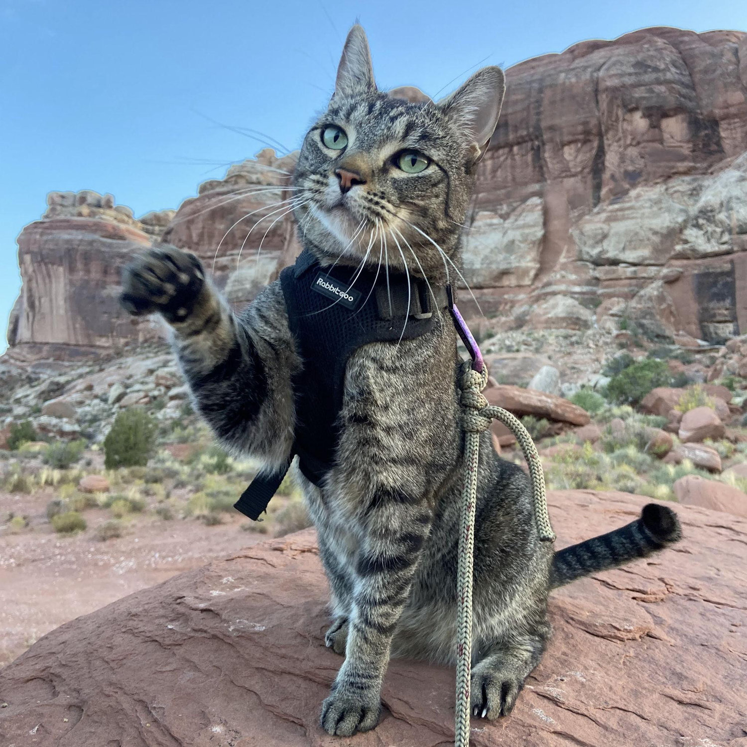 Iggy our beautiful boy at Arches National Park