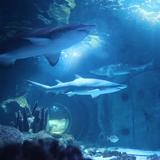 Newport Aquarium