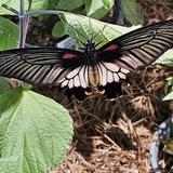 Audubon Insectarium