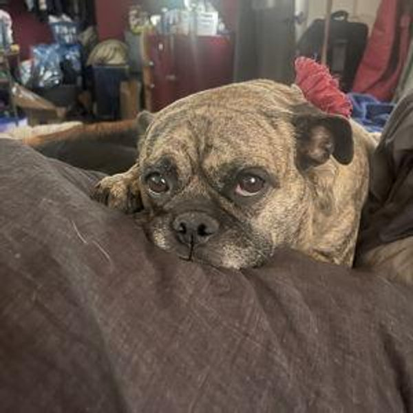 Pet Hotel For Our Honeymoon