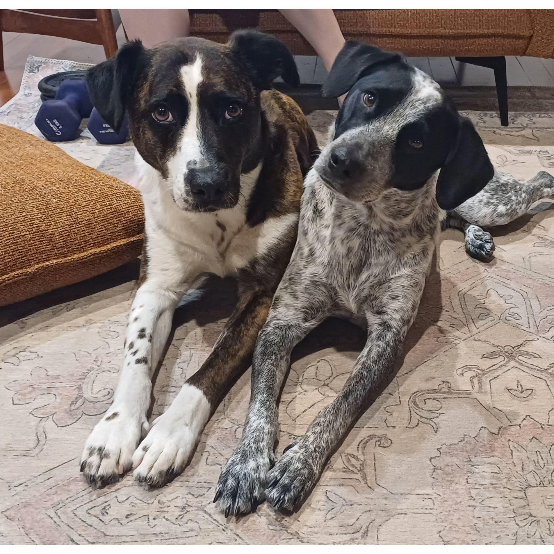 Alphie and Maggie being cute