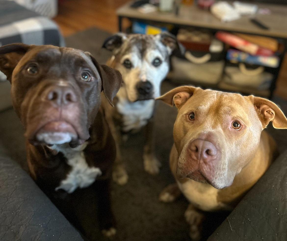 The Wedding Website of Ryan Slingerland and Michael Mistalski