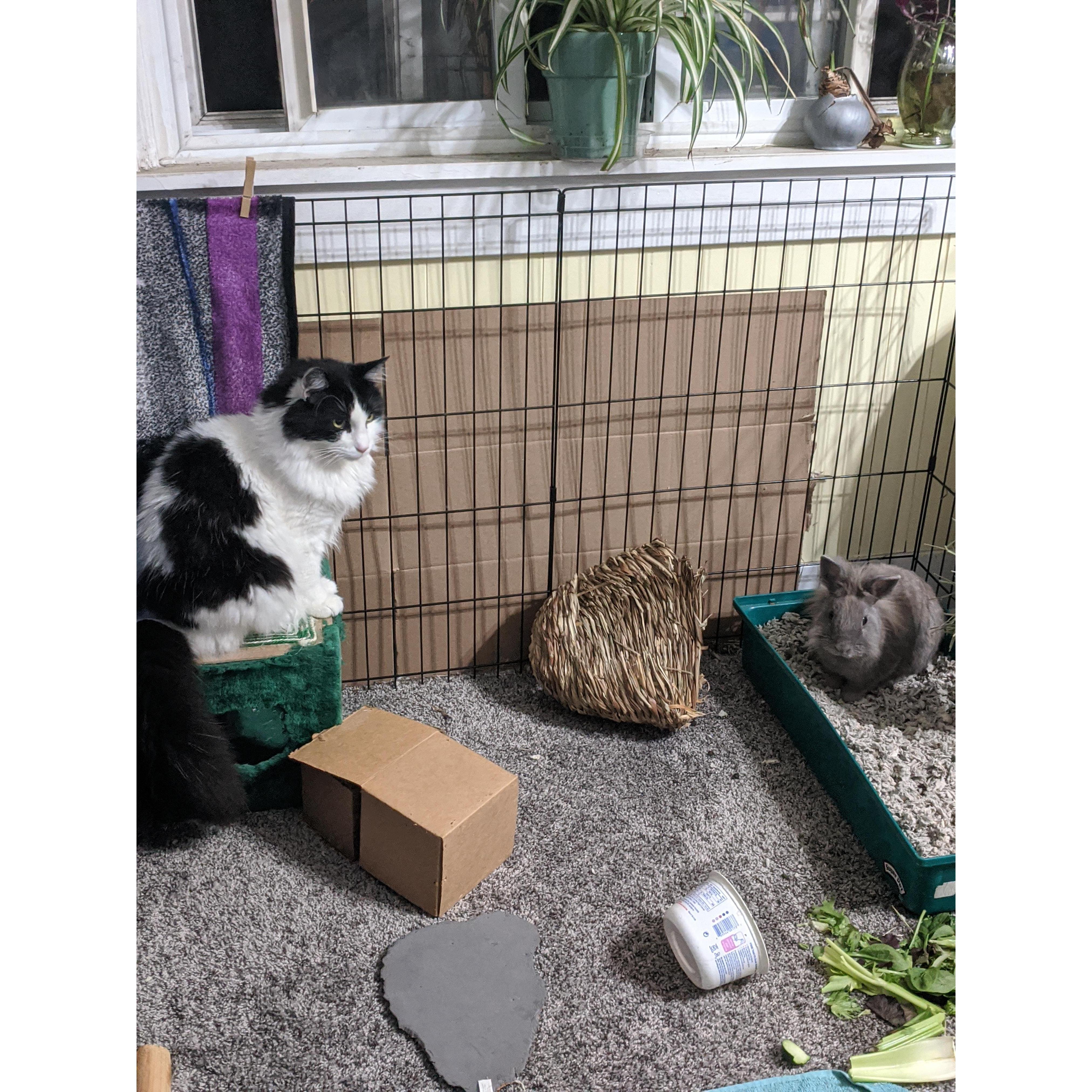 Sylvester and Radagast hold weekly meetings to discuss the dog's behavior and what can be done about it.