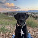 Acreage by Stem Ciders