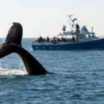 First Chance Whale Watch