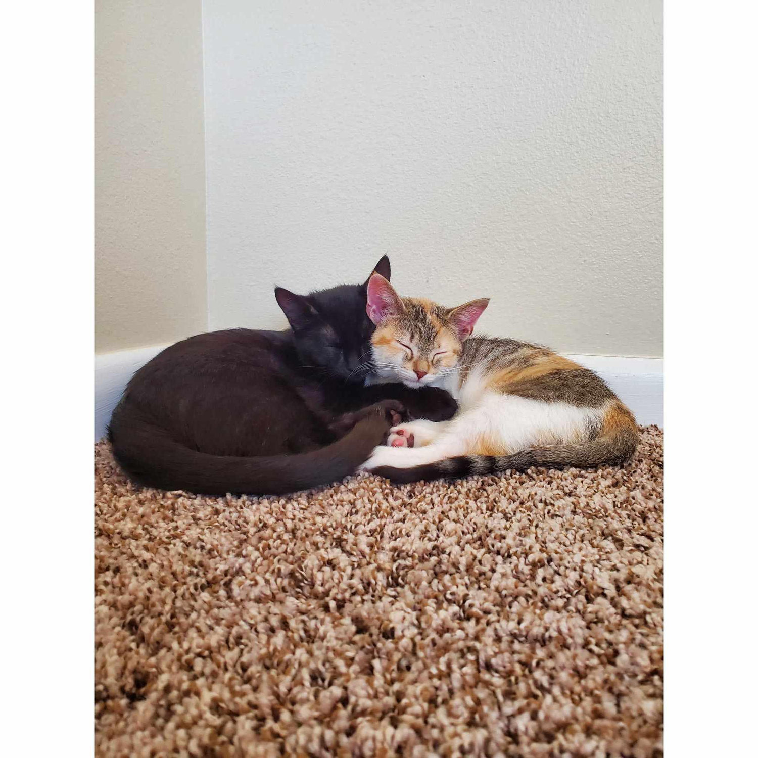 These 2 cats were the absolute BEST presents Matt ever got me