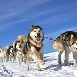 IdidaRide Sled Dog Tours