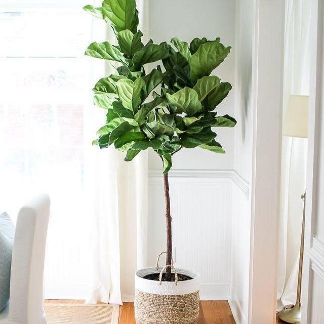 Fiddle Leaf Fig Tree