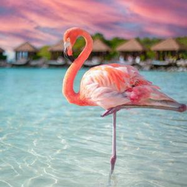 Aruba Honeymoon Fund