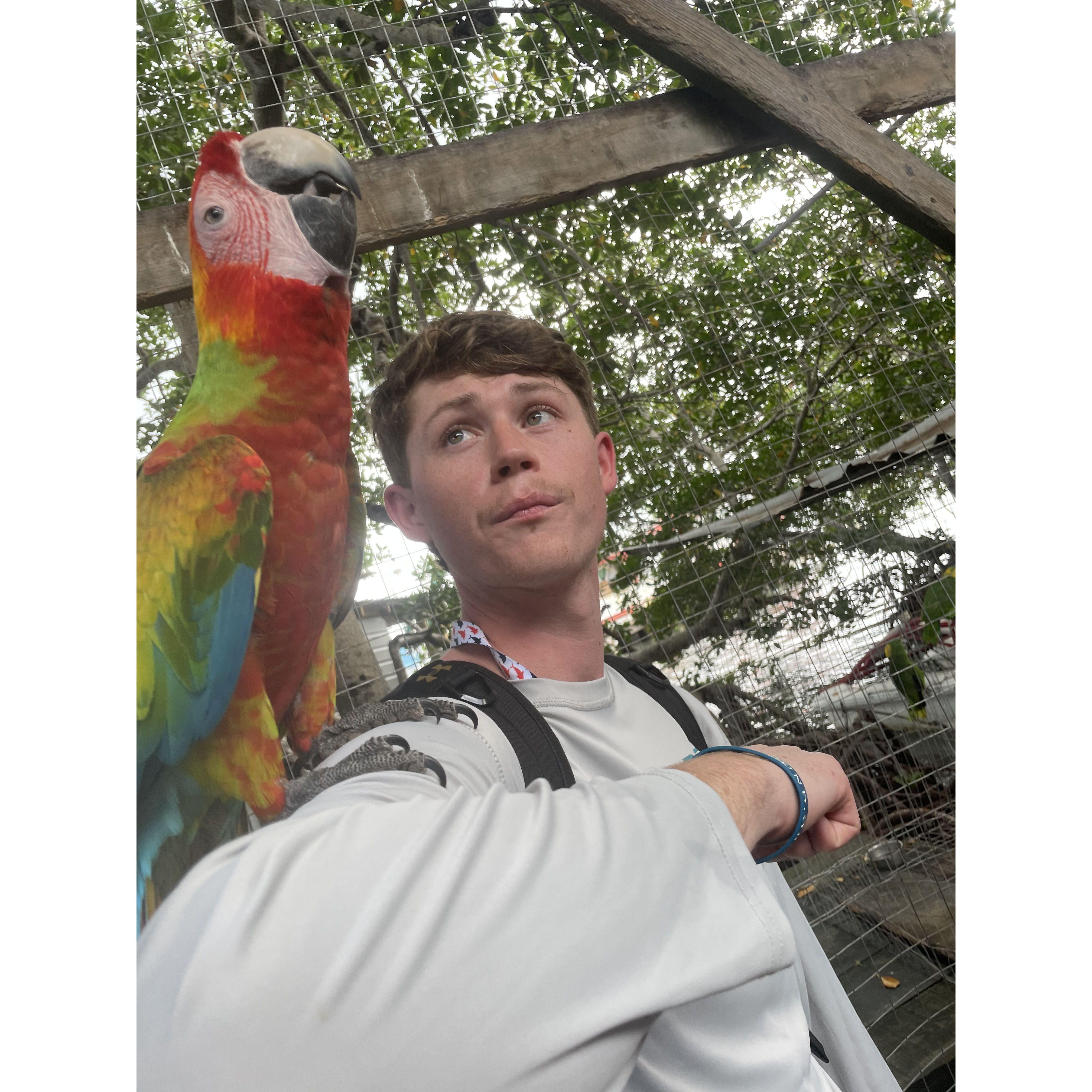Ethan taking a picture with a macaw in Roatan