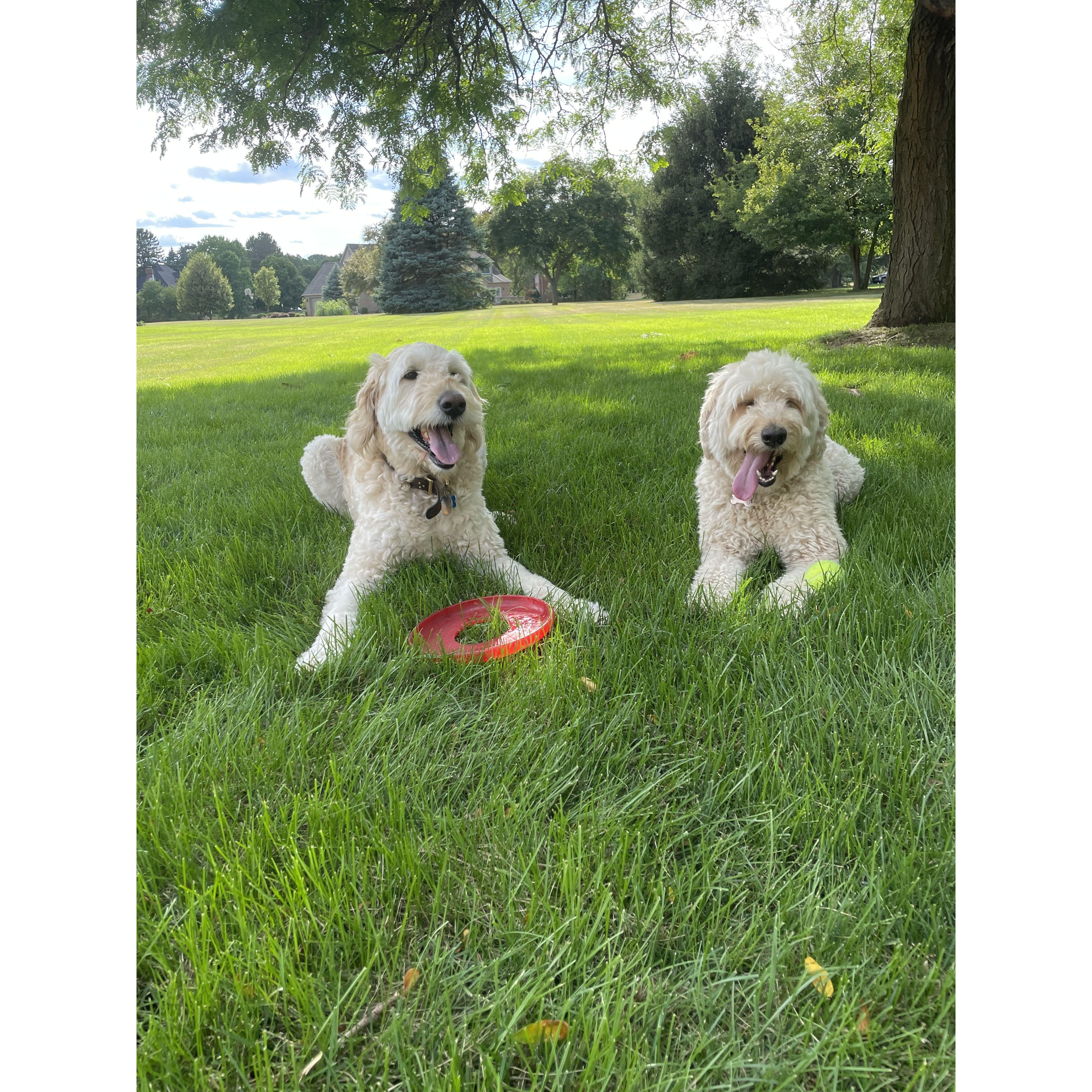 Our Dogs Charlie & Kona