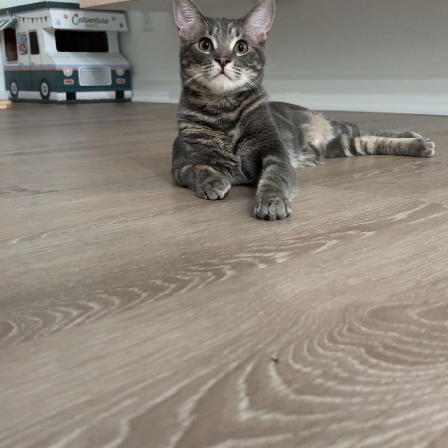 This is our cat Derby