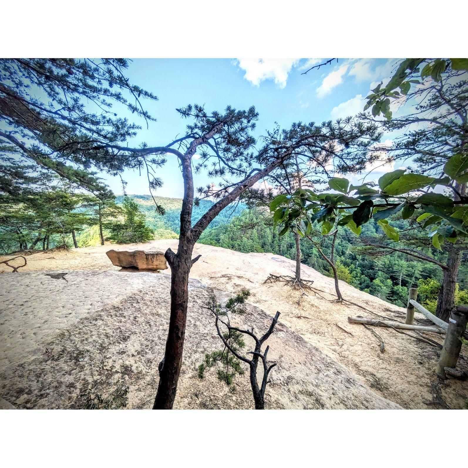 Here's a picture of the wedding site.