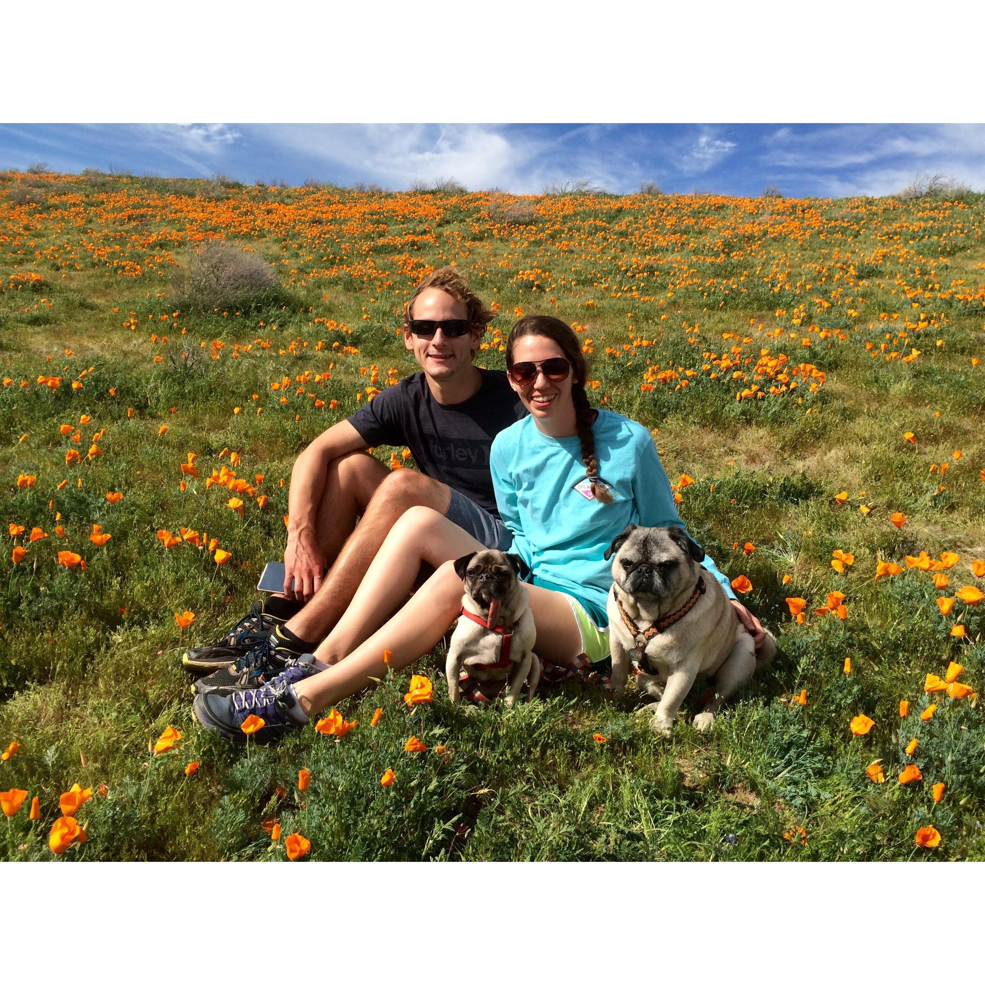 Antelope Valley California Poppy Preserve