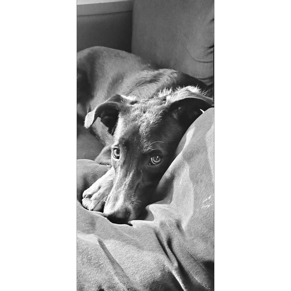 Sir Oliver
The weirdest, snuggliest, funniest, and just freaking cutest pup ever.
#AdoptDontShop