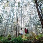 Boranup Karri Forest