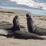 Piedras Blancas Rookery