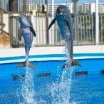 Gulfarium Marine Adventure Park
