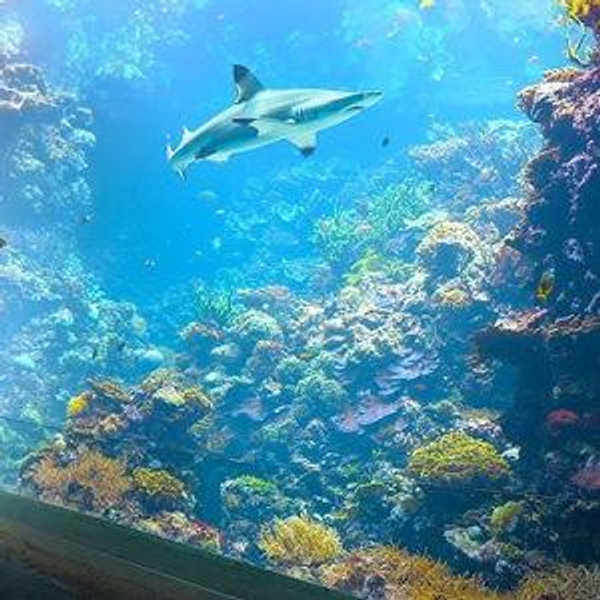 Riley's Aquarium of the Smokies