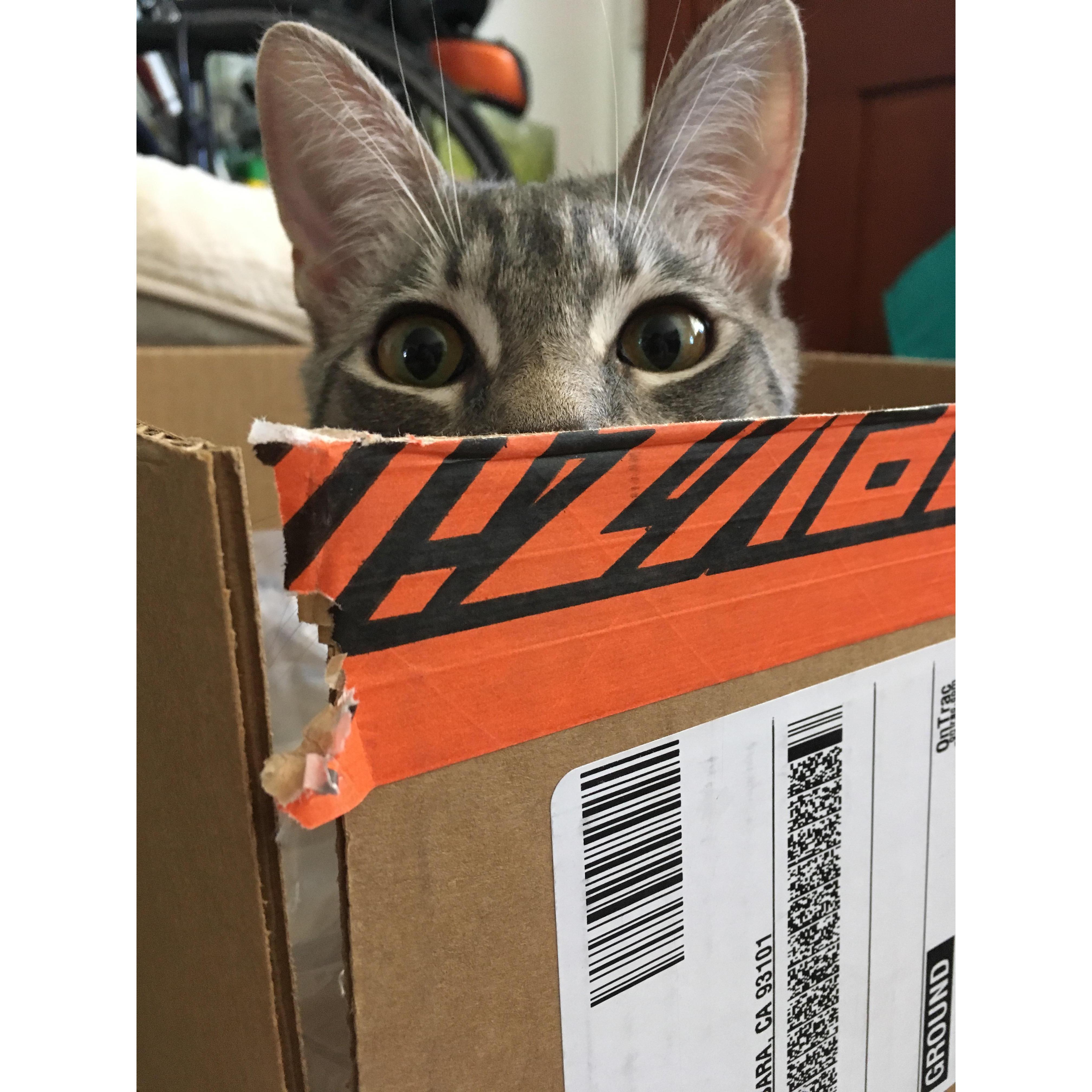 Our little man. Came to our family in 2018.