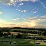 Arrington Vineyards