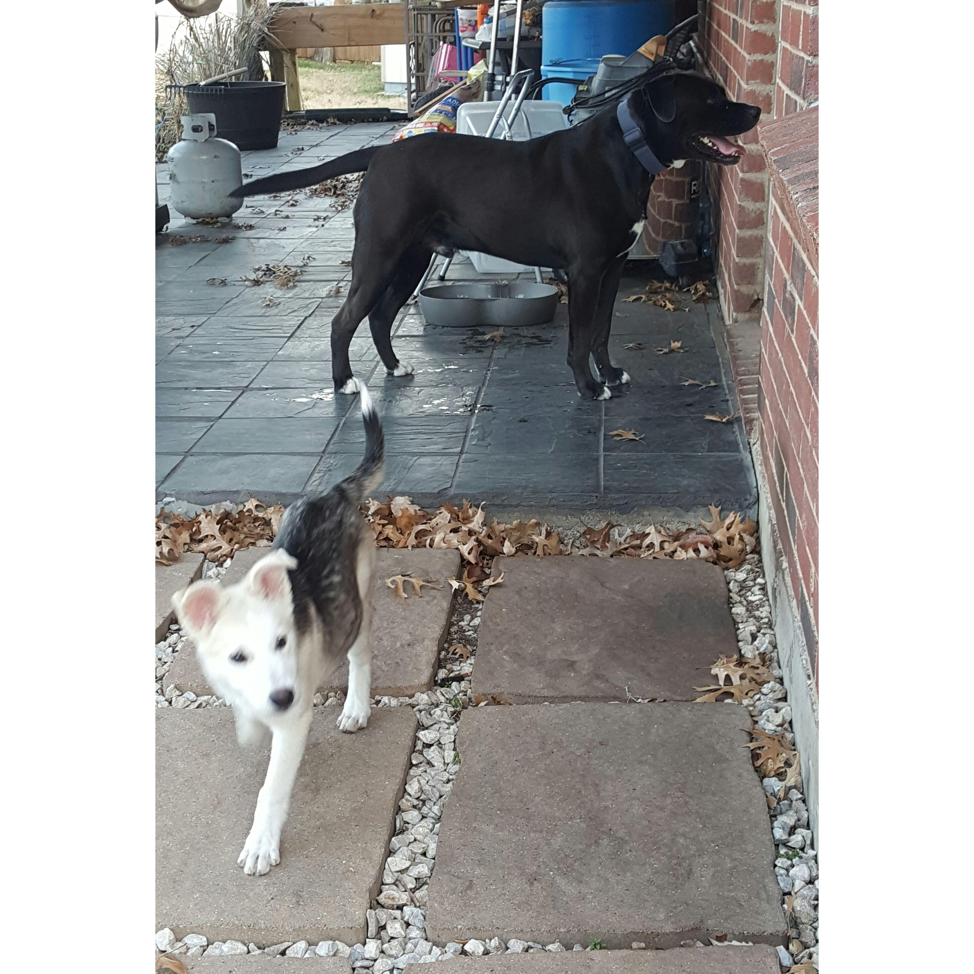 Pebbles meeting Apollo for the first time. She was 4mths old here.