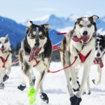 Luna Lobos Dog Sledding at Rancho Luna Lobos