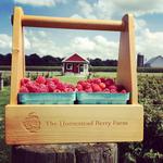 The Homestead Berry Farm