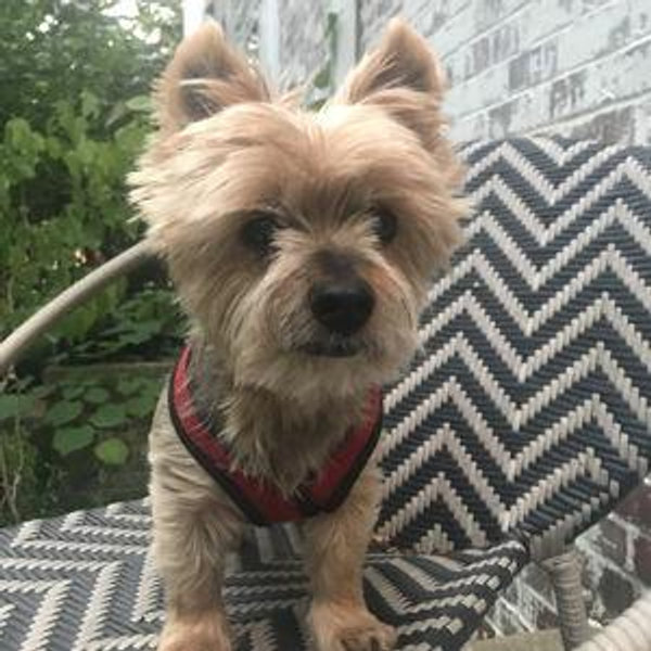 Alexandria Animal Welfare League in Honor of Rudy