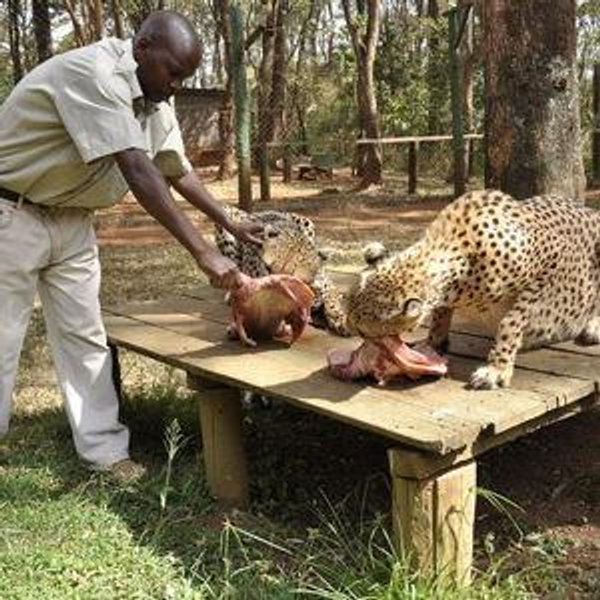 ⁠⁠Refugio de animales huérfanos Nairobi
